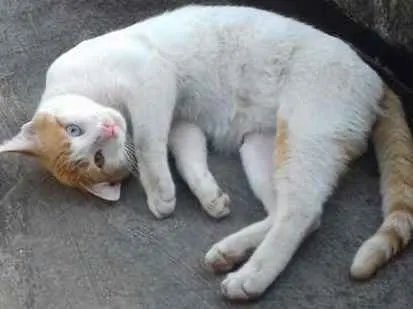 Gato ra a  idade 7 a 11 meses nome Cromos
