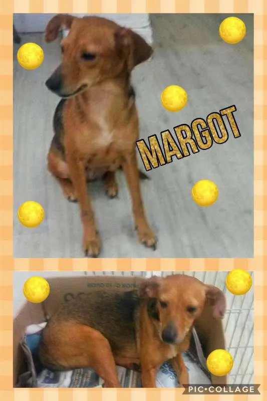 Cachorro ra a SRD idade 4 anos nome MARGOT
