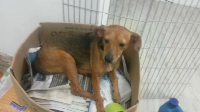 Cachorro ra a SRD idade 4 anos nome MARGOT