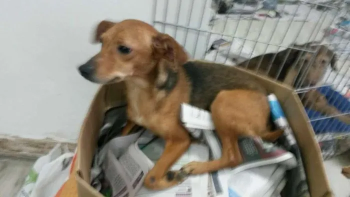Cachorro ra a SRD idade 4 anos nome MARGOT