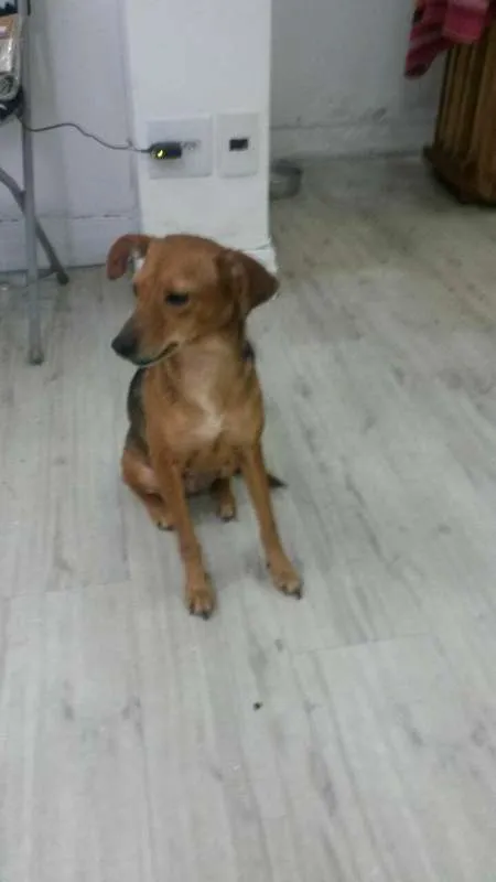 Cachorro ra a SRD idade 4 anos nome MARGOT