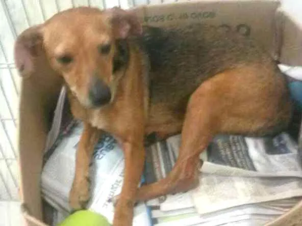 Cachorro ra a SRD idade 4 anos nome MARGOT