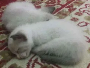 Gato raça Siamês idade 2 a 6 meses nome Sem nome