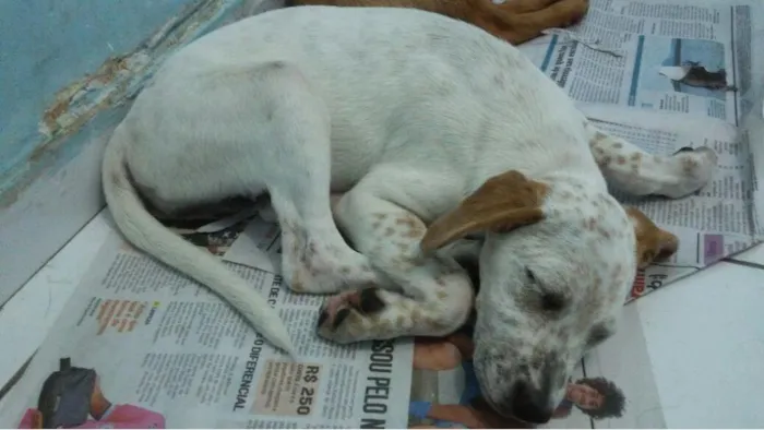 Cachorro raça SRD idade 2 a 6 meses nome N/A