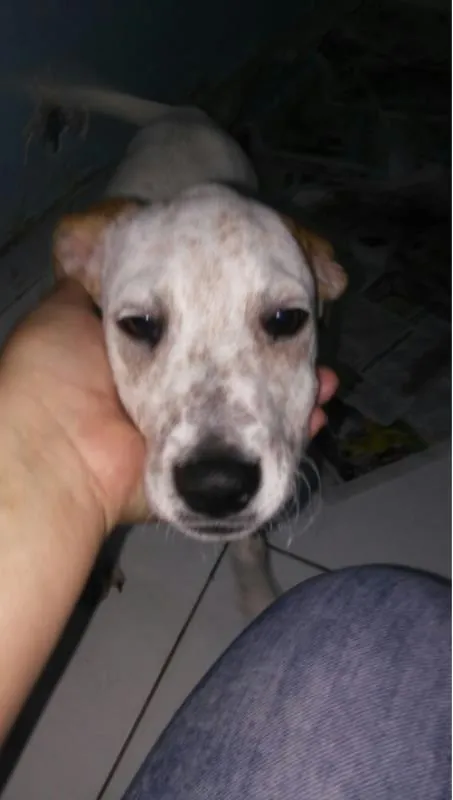 Cachorro raça SRD idade 2 a 6 meses nome N/A
