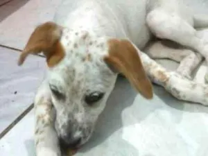 Cachorro raça SRD idade 2 a 6 meses nome N/A
