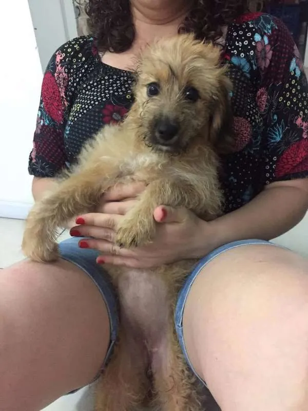Cachorro ra a Vira-lata idade 2 a 6 meses nome Espoleta