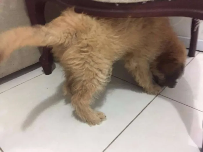 Cachorro ra a Vira-lata idade 2 a 6 meses nome Espoleta
