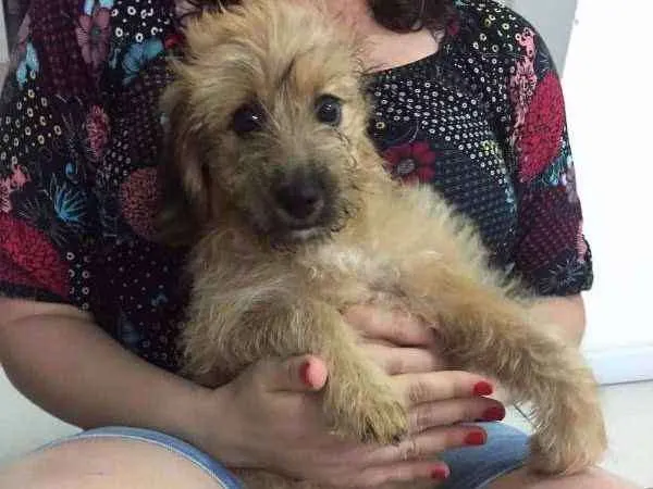 Cachorro ra a Vira-lata idade 2 a 6 meses nome Espoleta
