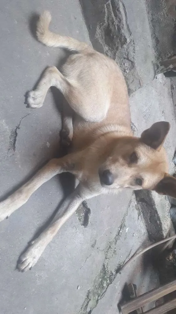 Cachorro ra a Vira lata idade 1 ano nome Tobias