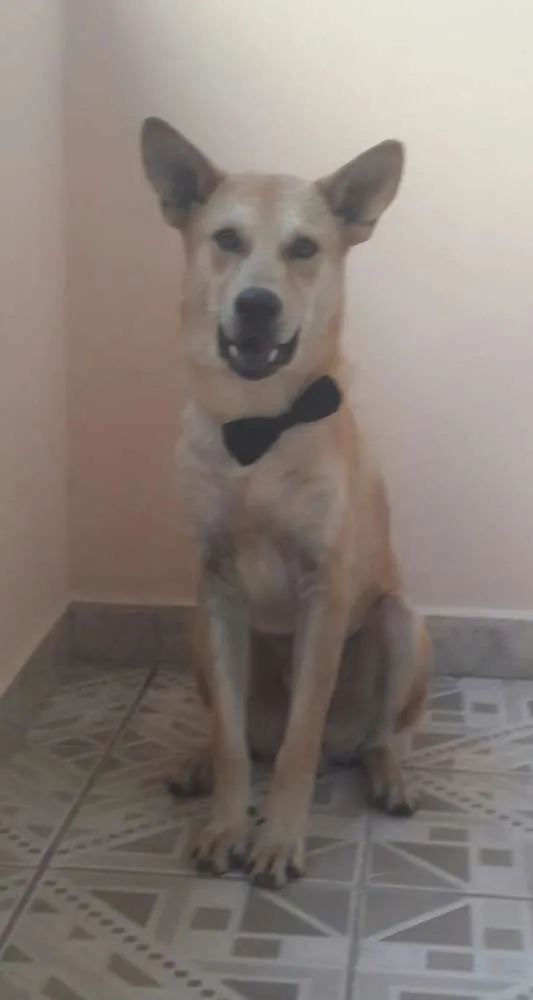 Cachorro ra a Vira lata idade 1 ano nome Tobias