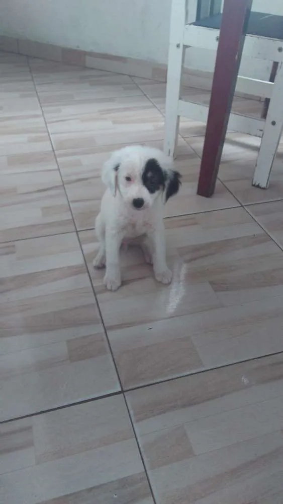 Cachorro ra a Poldo misturado  idade 2 a 6 meses nome Leona