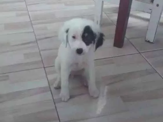 Cachorro ra a Poldo misturado  idade 2 a 6 meses nome Leona