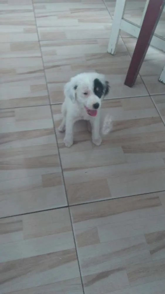 Cachorro ra a Poldo misturado  idade 2 a 6 meses nome Leona