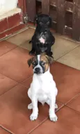 Fofinhos