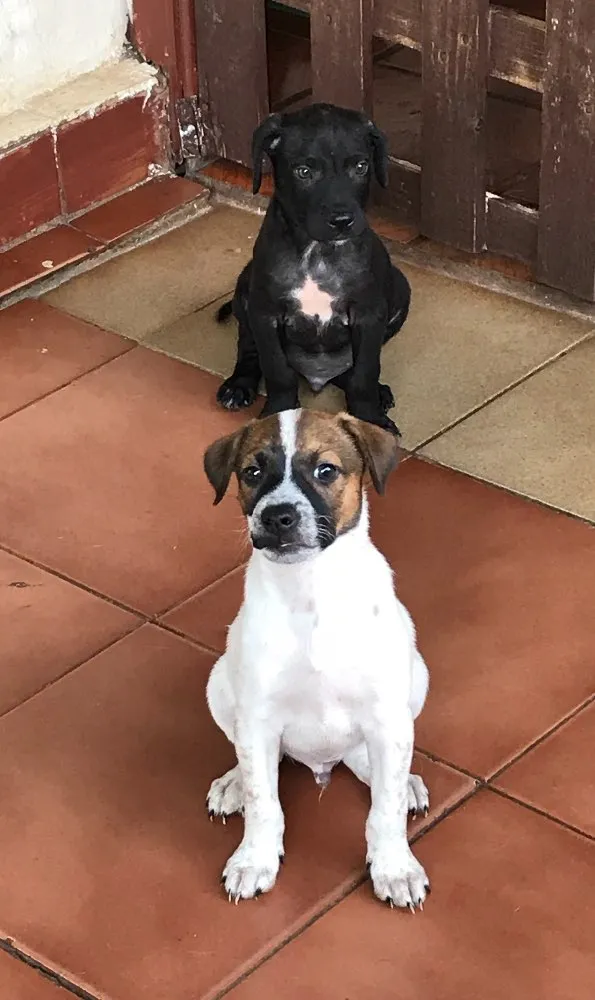 Cachorro ra a Sdr  idade 2 a 6 meses nome Fofinhos