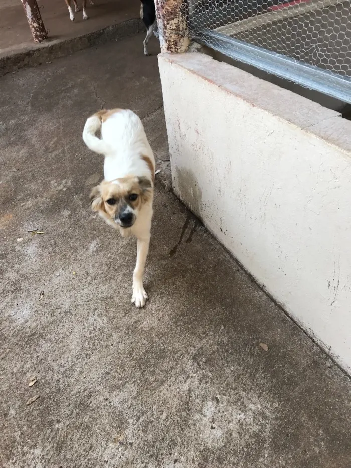 Cachorro ra a Srd idade 2 a 6 meses nome Lindinha
