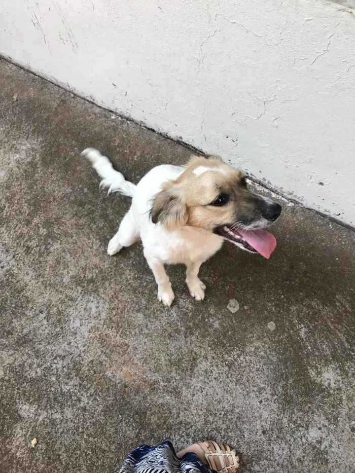 Cachorro ra a Srd idade 2 a 6 meses nome Lindinha