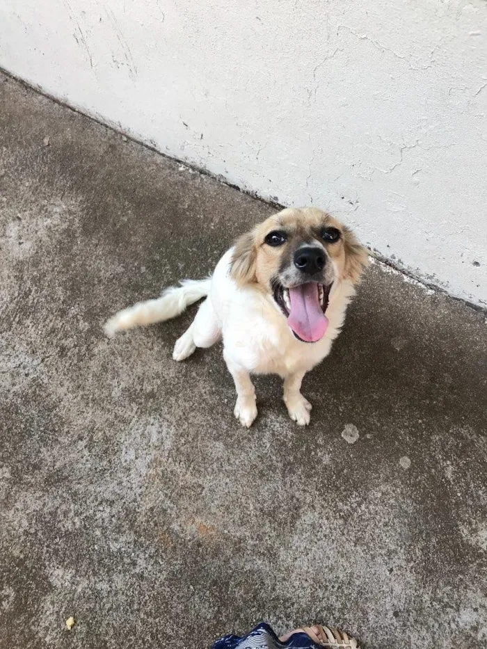 Cachorro ra a Srd idade 2 a 6 meses nome Lindinha