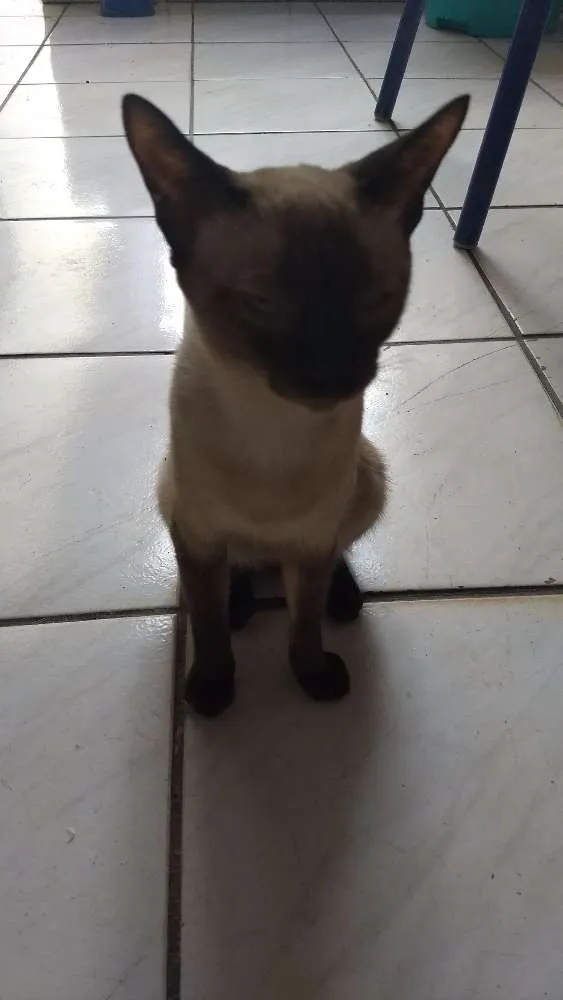 Gato ra a  idade 1 ano nome Marye