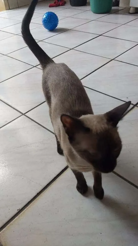 Gato ra a  idade 1 ano nome Marye