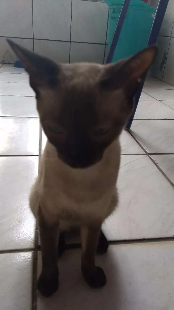 Gato ra a  idade 1 ano nome Marye
