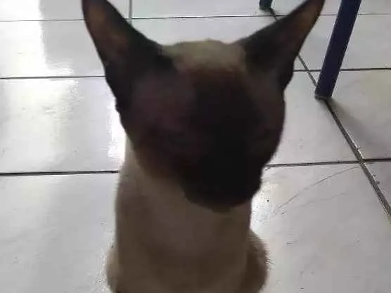 Gato ra a  idade 1 ano nome Marye