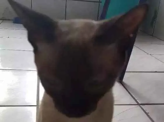Gato ra a  idade 1 ano nome Marye