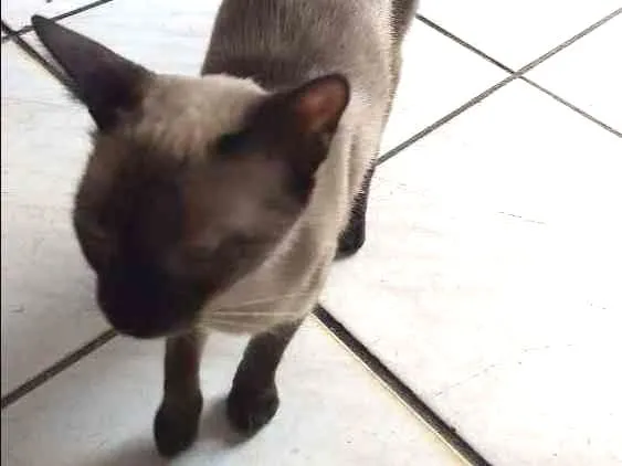 Gato ra a  idade 1 ano nome Marye