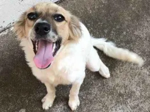 Cachorro raça Srd idade 2 a 6 meses nome Lindinha