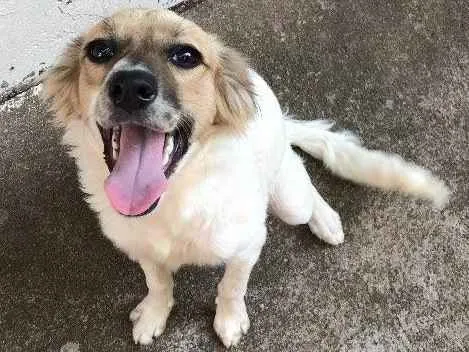 Cachorro ra a Srd idade 2 a 6 meses nome Lindinha