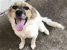 Cachorro raça Srd idade 2 a 6 meses nome Lindinha