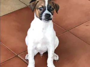 Cachorro raça Sdr  idade 2 a 6 meses nome Fofinhos
