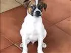Cachorro raça Sdr  idade 2 a 6 meses nome Fofinhos