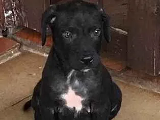 Cachorro ra a Sdr  idade 2 a 6 meses nome Fofinhos