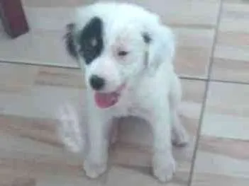 Cachorro ra a Poldo misturado  idade 2 a 6 meses nome Leona