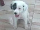 Cachorro raça Poldo misturado  idade 2 a 6 meses nome Leona