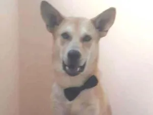 Cachorro raça Vira lata idade 1 ano nome Tobias