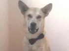 Cachorro raça Vira lata idade 1 ano nome Tobias