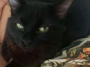 Gato raça  idade 7 a 11 meses nome Pérola e Branco