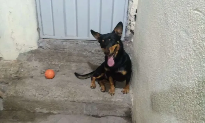 Cachorro raça SRD idade 3 anos nome cezar