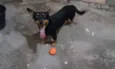 cezar