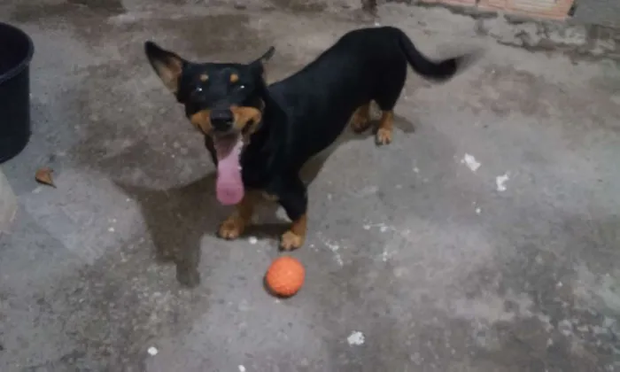 Cachorro raça SRD idade 3 anos nome cezar