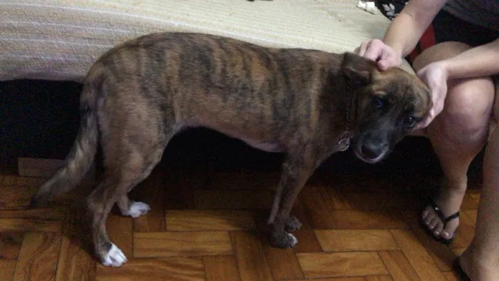 Cachorro raça Sem raça definida  idade 7 a 11 meses nome Jane