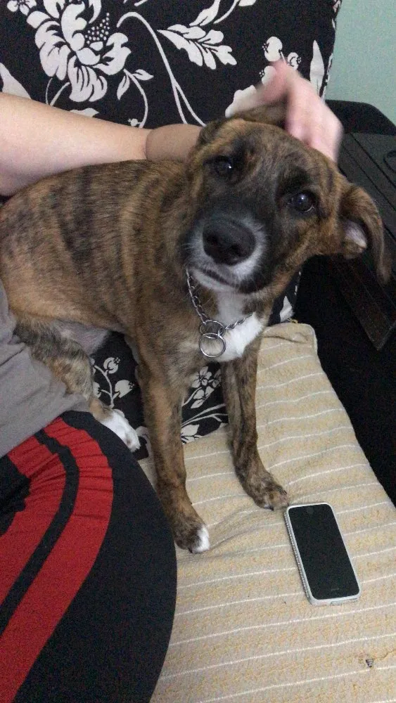 Cachorro raça Sem raça definida  idade 7 a 11 meses nome Jane