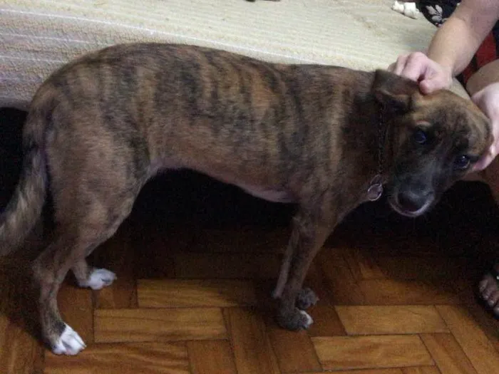 Cachorro raça Sem raça definida  idade 7 a 11 meses nome Jane