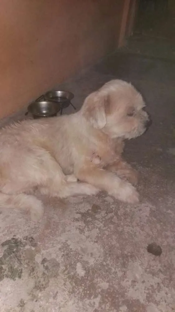 Cachorro ra a Lahasa ASP idade 5 anos nome Spaik