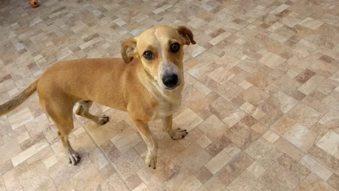 Cachorro raça Vira lata idade 1 ano nome Nina