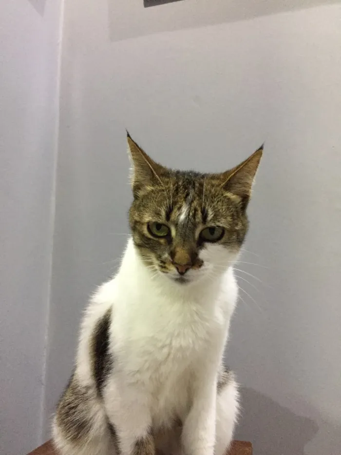 Gato ra a Sem raça definida idade 2 anos nome Porca e Vaca