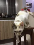 Porca e Vaca